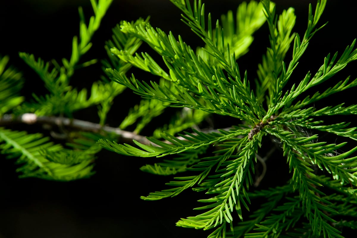 Young Bald Cypress Needles.  Everglades National Park, Florida.