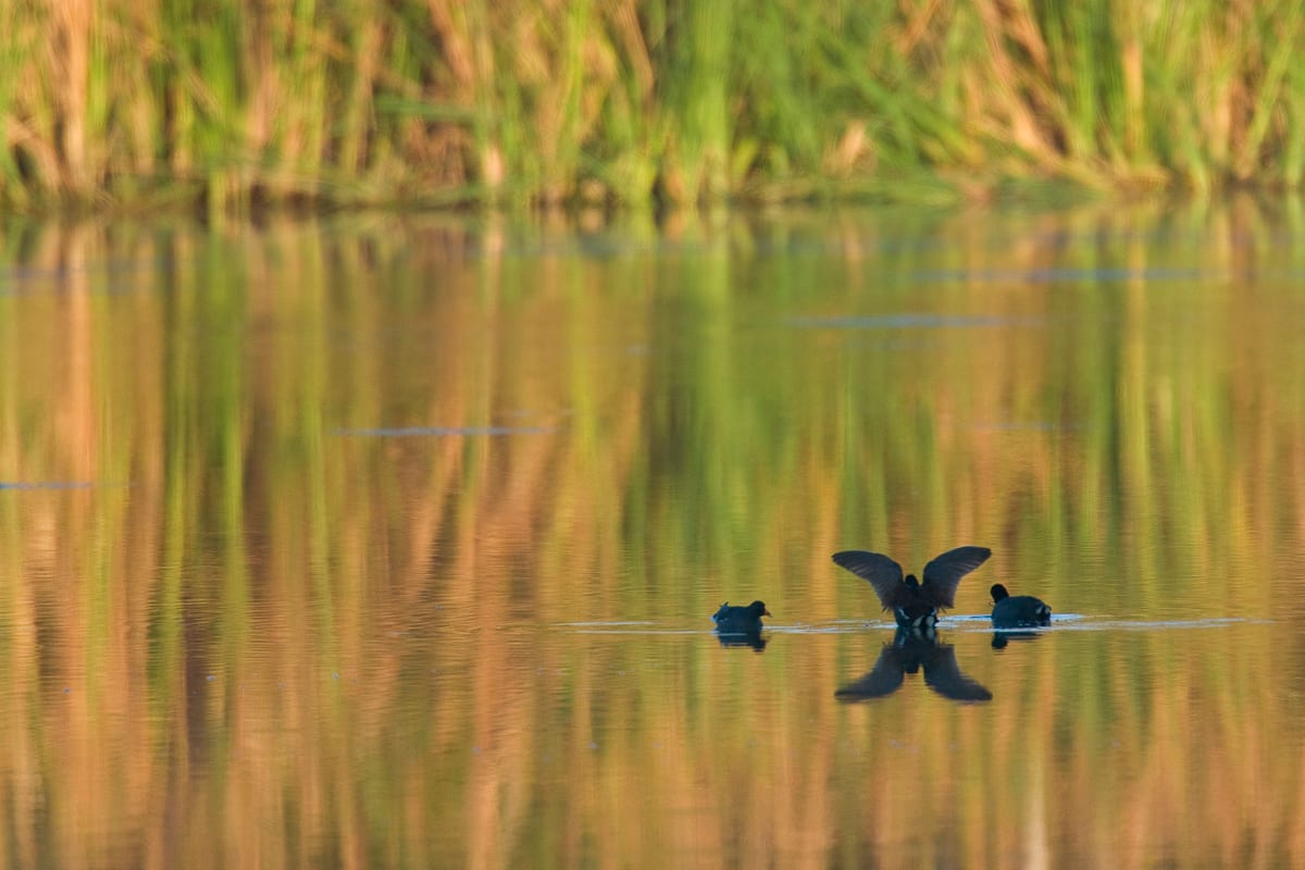 Common Moorhens and American Coot.  Eco Pond, Everglades National Park, Florida.