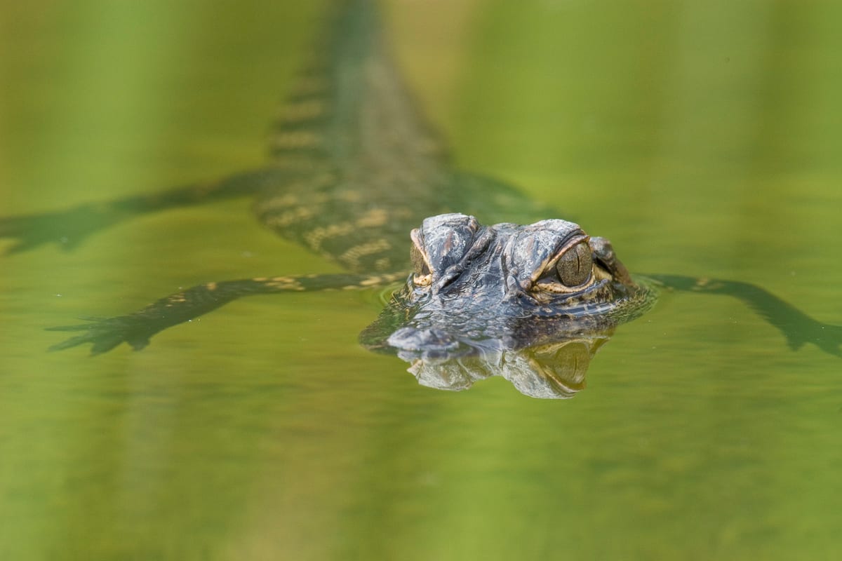 Young American Alligator portrait.  Employee Housing, Long Pine Key, Everglades National Park, Florida.