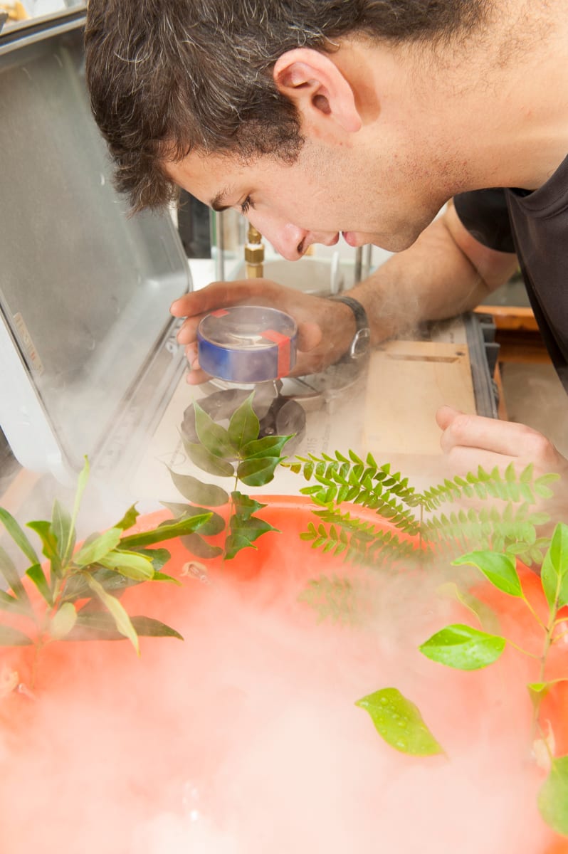 Collaborating ecologist Greg Goldsmith simulates cloud cover by exposing plant samples to a fog machine. Goldsmith then looks for evidence of decreased drought stress in the leaves. His work is the first to demonstrate that plants in tropical montane cloud forests are capable of taking water in directly through their leaf surfaces. Goldsmith's work combines laboratory experiments with field work in an attempt to understand the effects of global climate change on montane cloud forest plant functioning. Instituto de Monteverde, Monteverde, Puntarenas, Costa Rica.