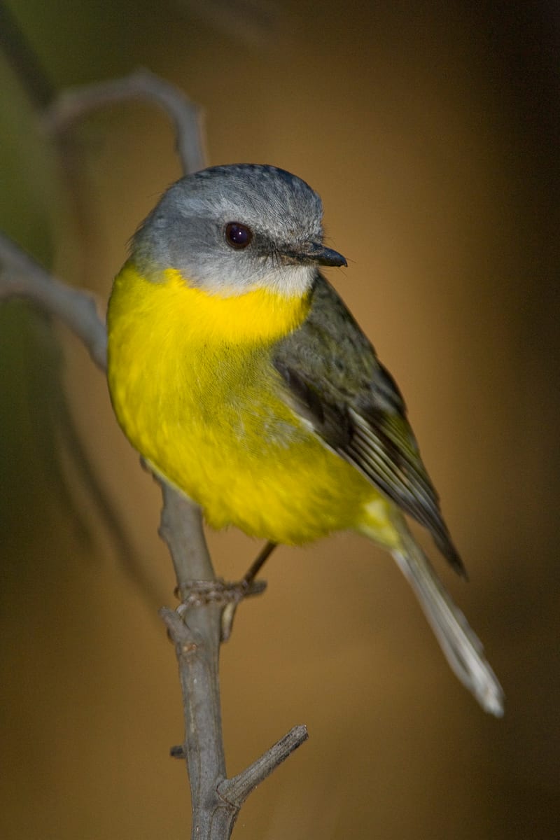 Eastern Yellow Robin #15