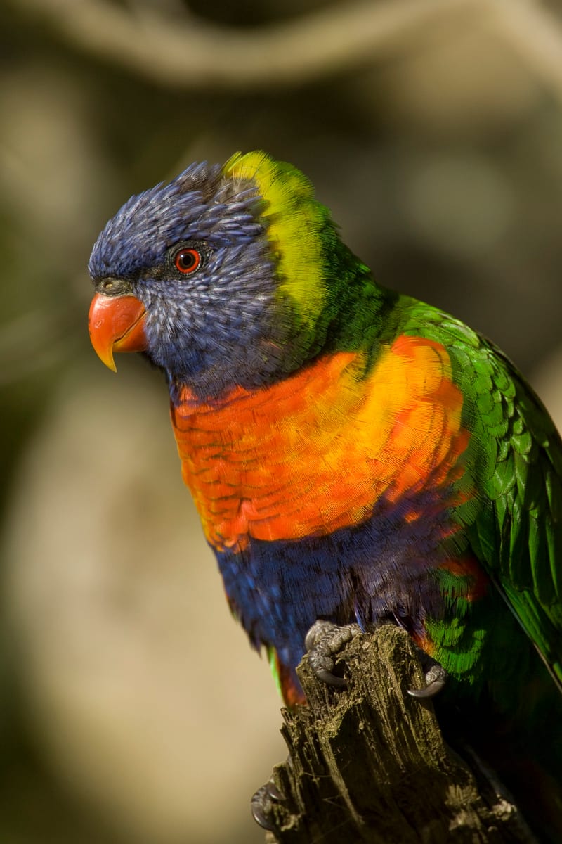 Rainbow Lorikeet Portrait #1