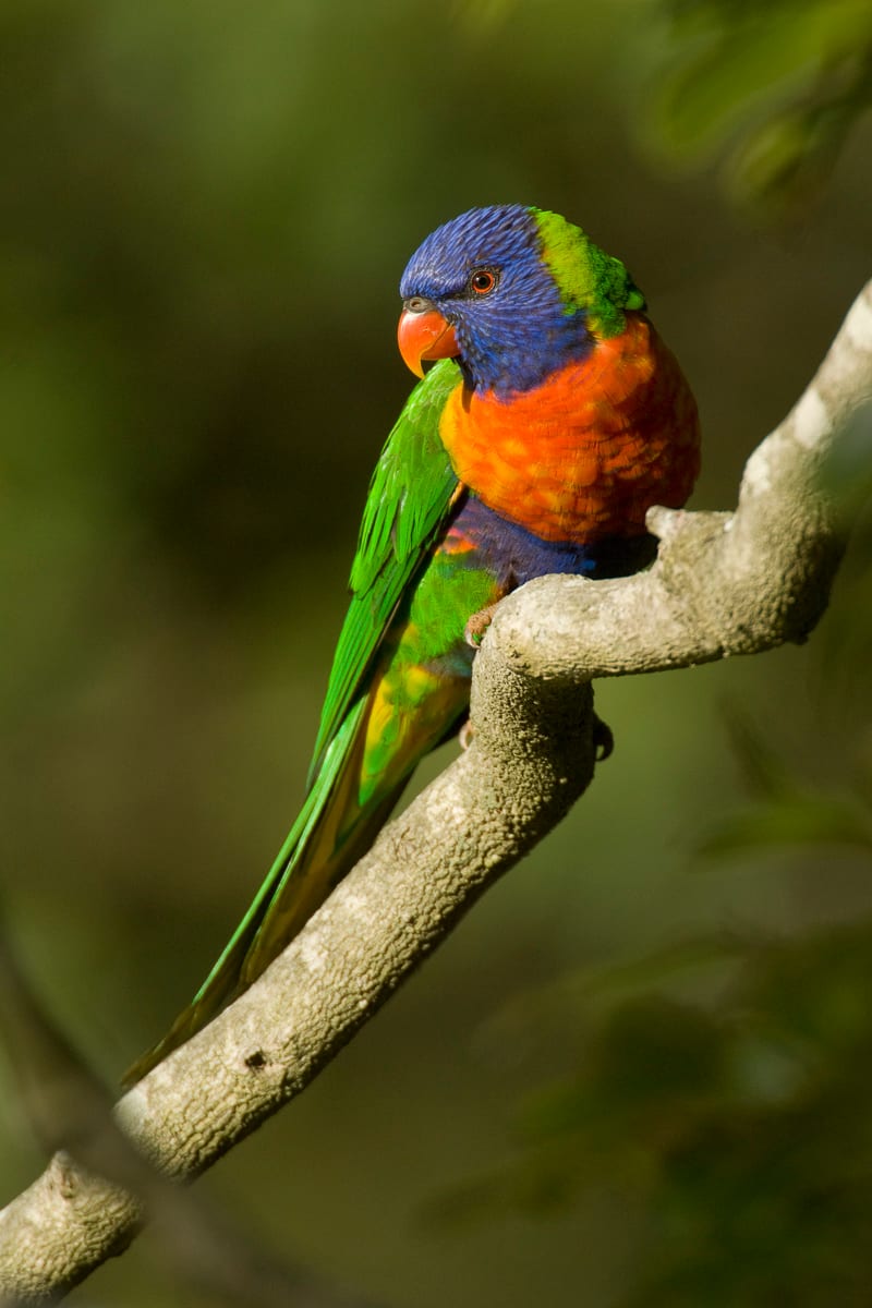 Rainbow Lorikeet #9