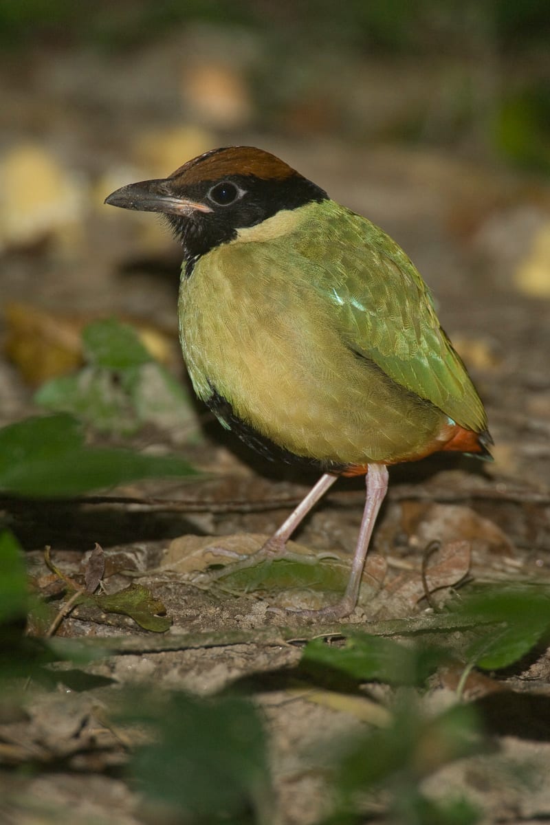 Noisy Pitta #5