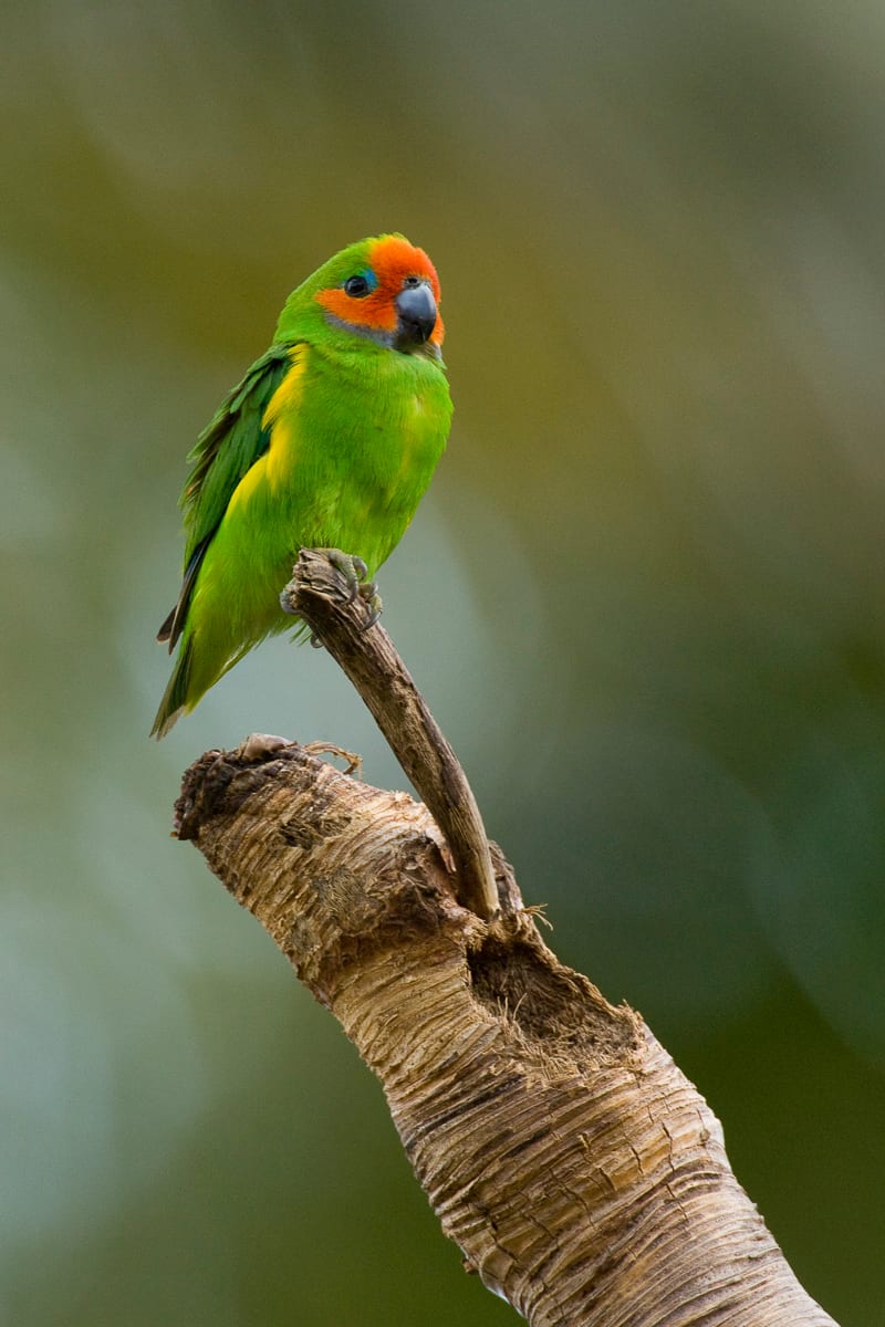 Double-eyed Fig-Parrot #9