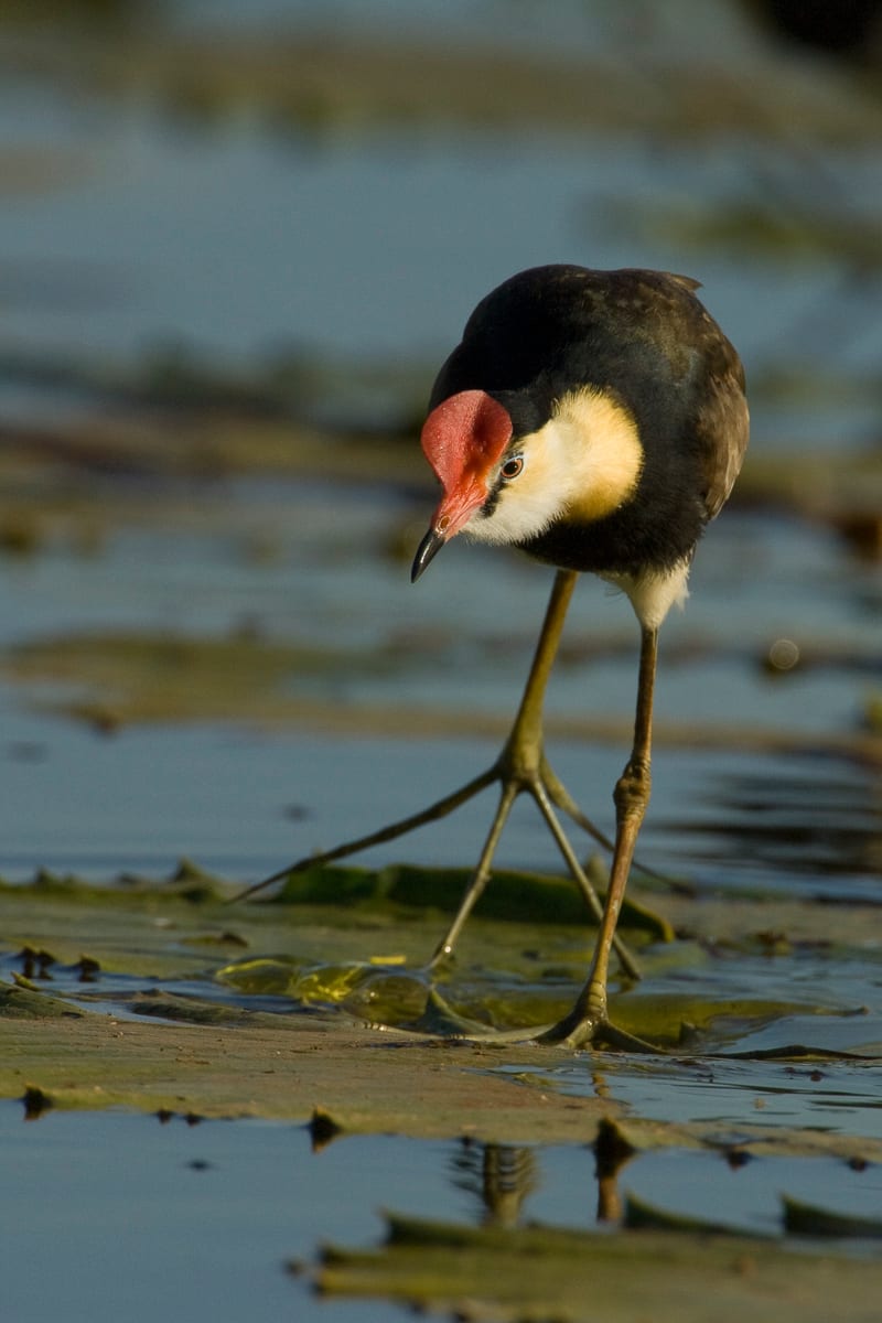 Comb-crested Jacana #14