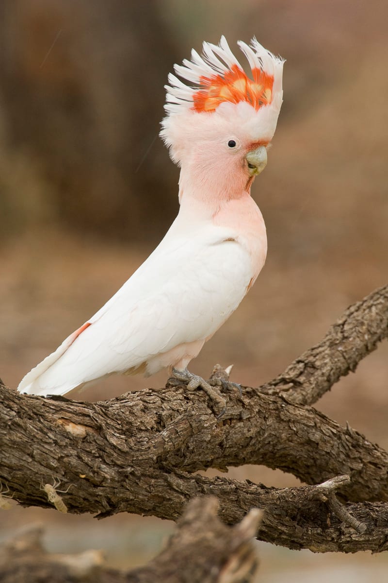 Pink Cockatoo #4