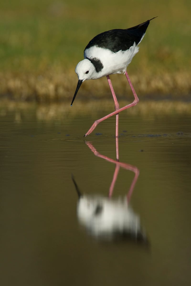 White-headed Stilt #18