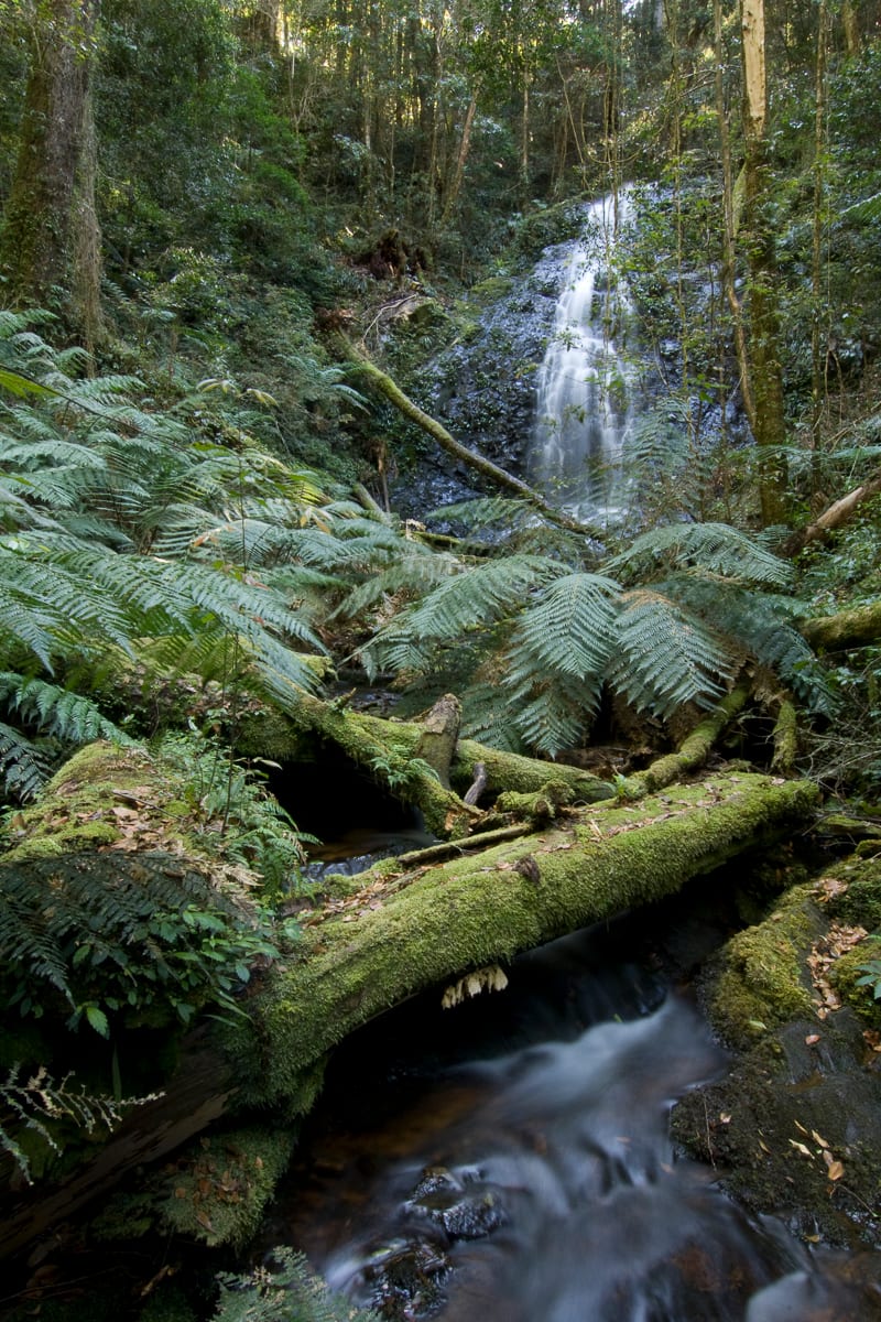 King Fern Falls #8