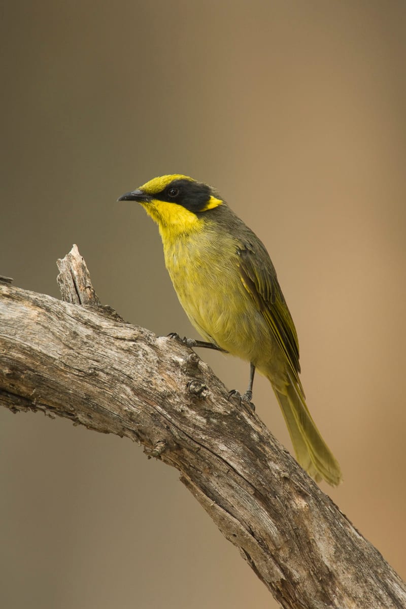 Yellow-tufted Honeyeater #8