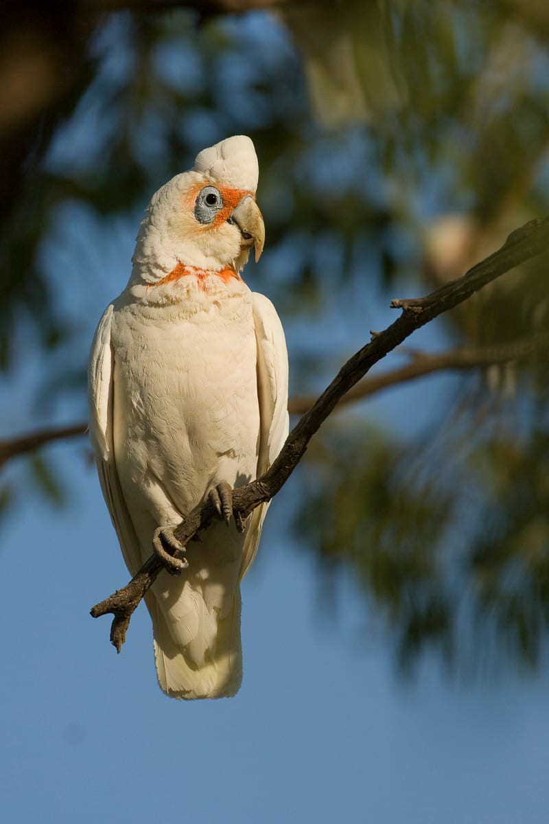 Long-billed Corella #6