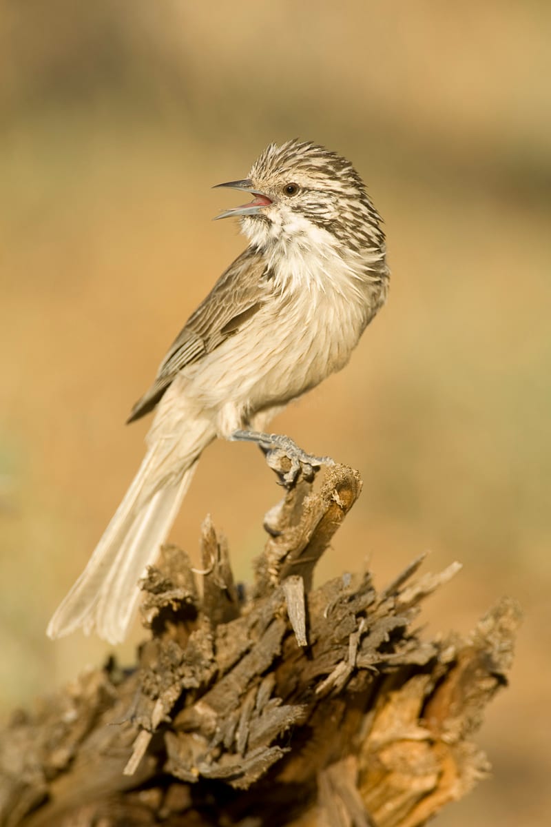 Striped Honeyeater #5