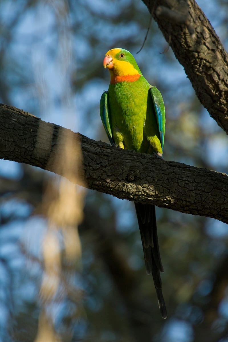 Superb Parrot #9