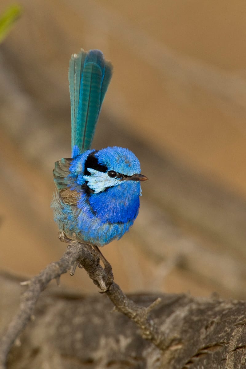 Splendid Fairywren #20