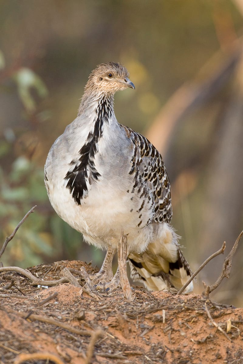 Malleefowl #8