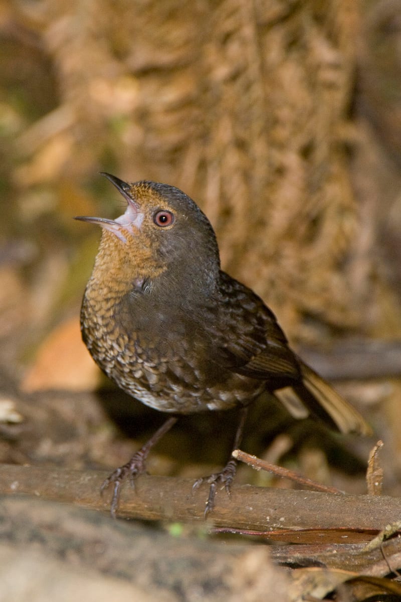 Pilotbird #7