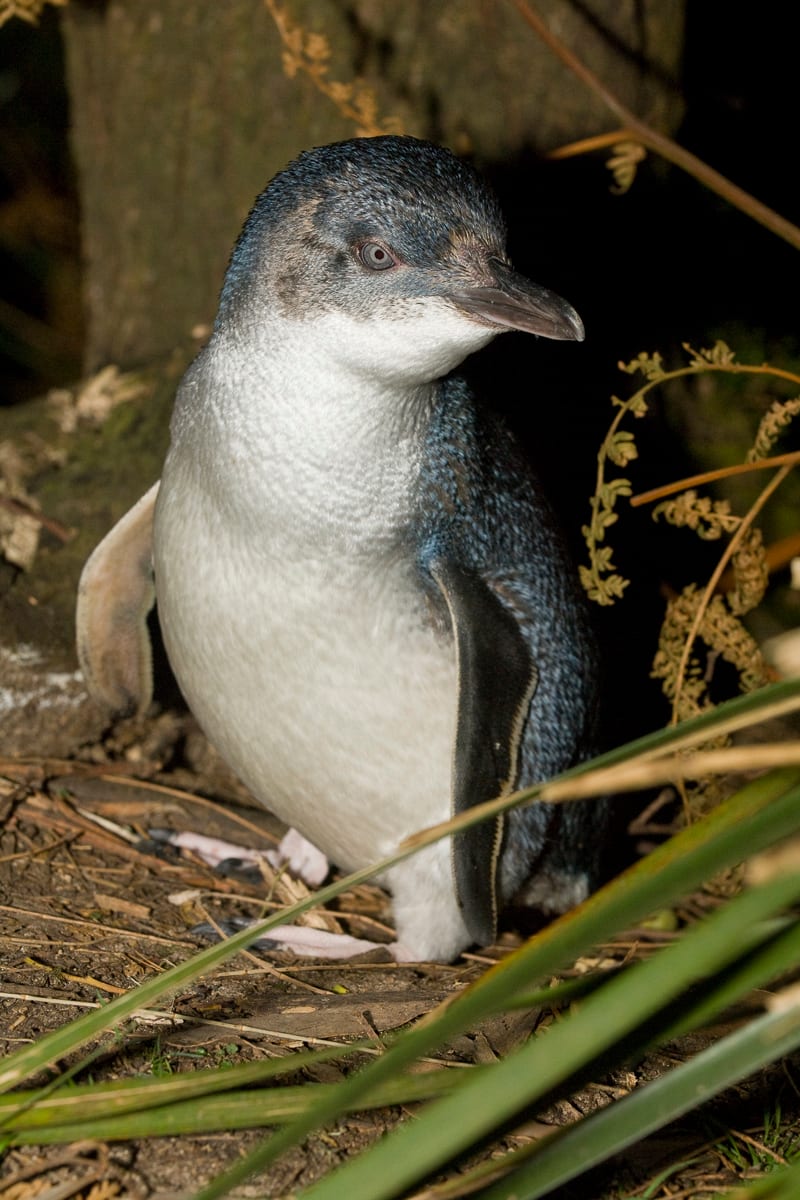 Little Penguin #23