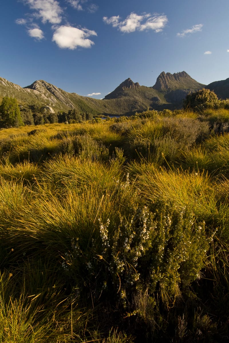 Cradle Mountain and Heathland #3