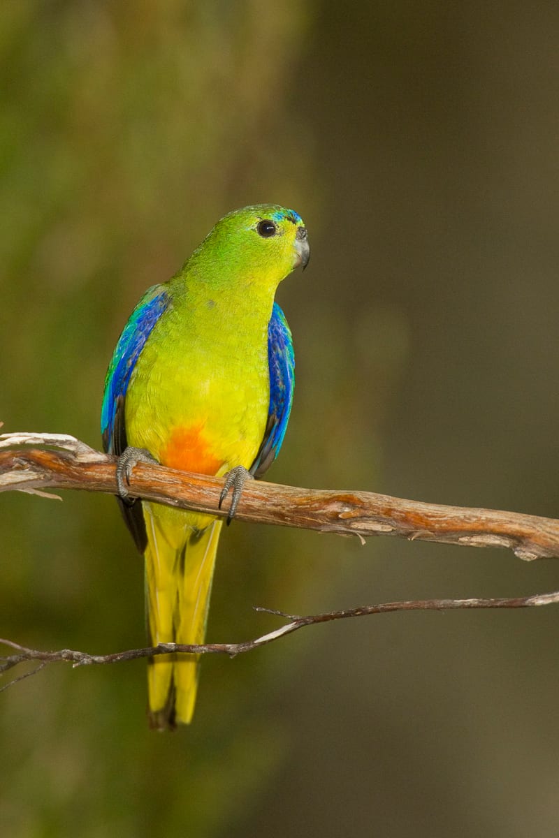 Orange-bellied Parrot #11