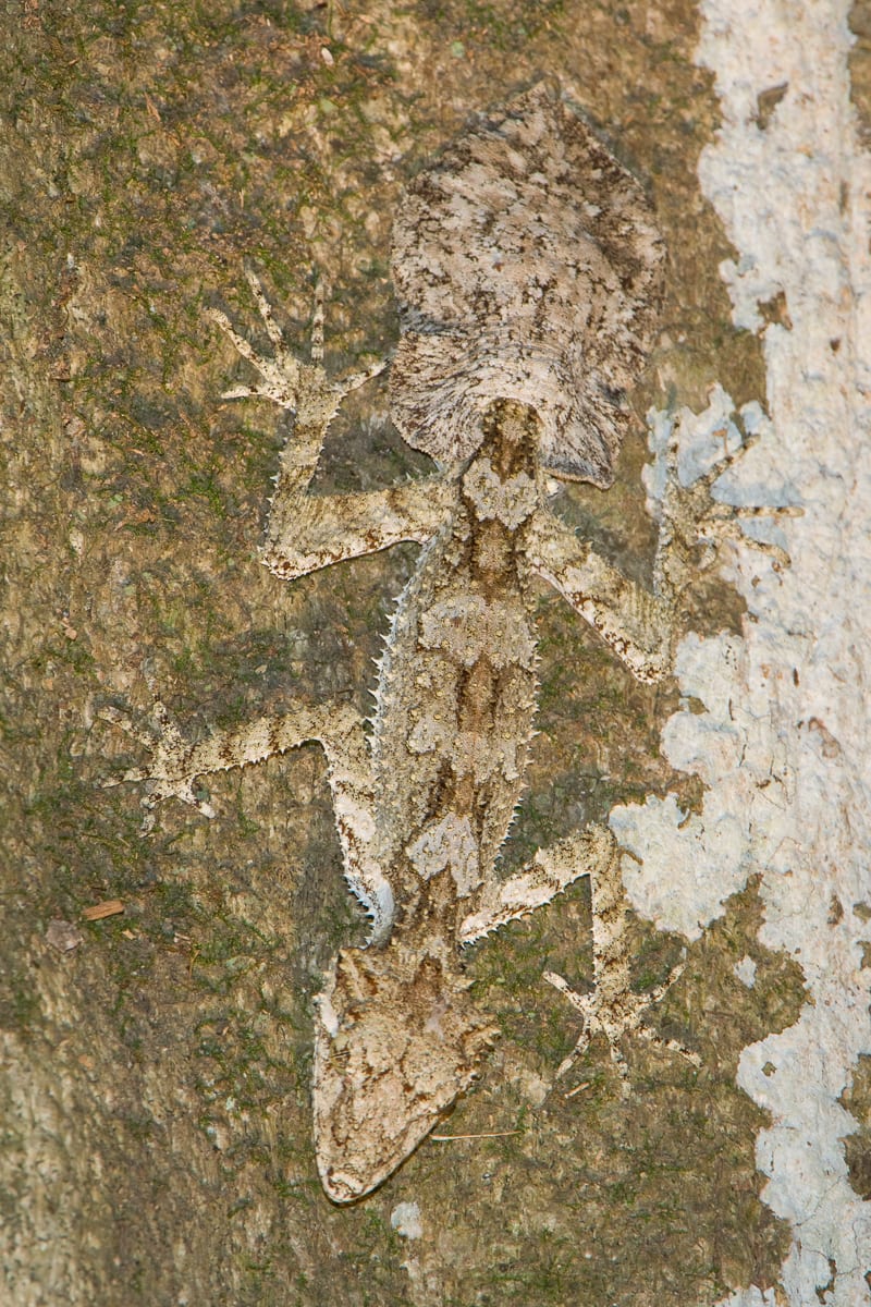 Northern Leaf-tailed Gecko #1