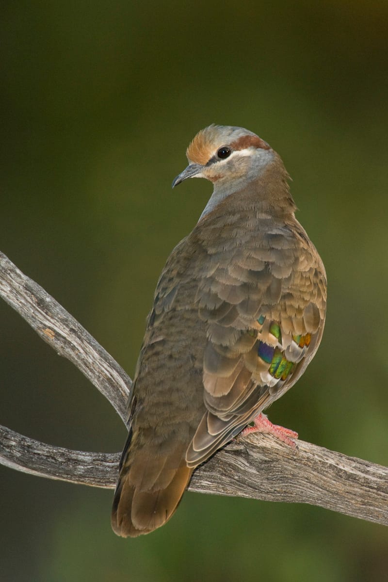 Brush Bronzewing #20