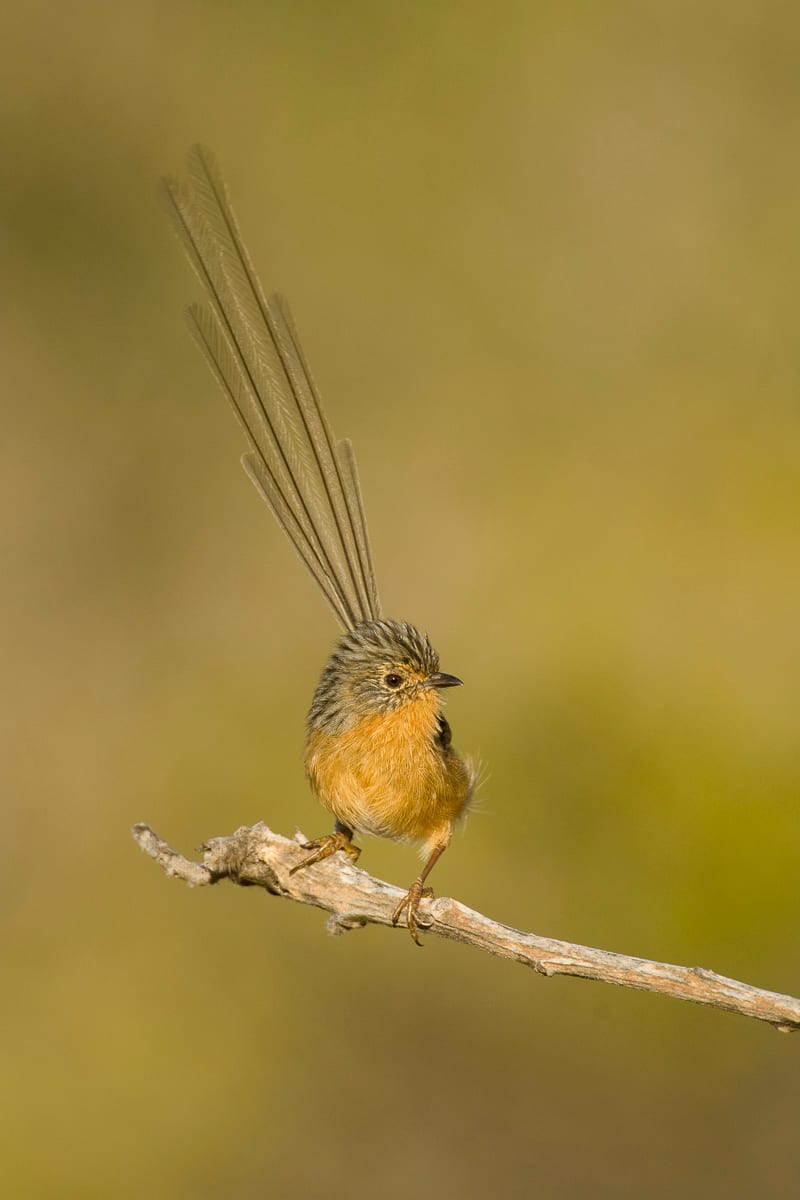 Southern Emuwren #6