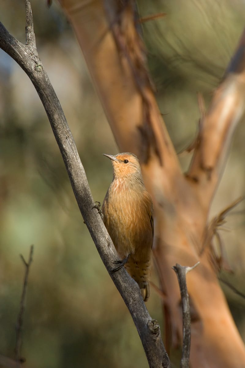 Rufous Treecreeper #6