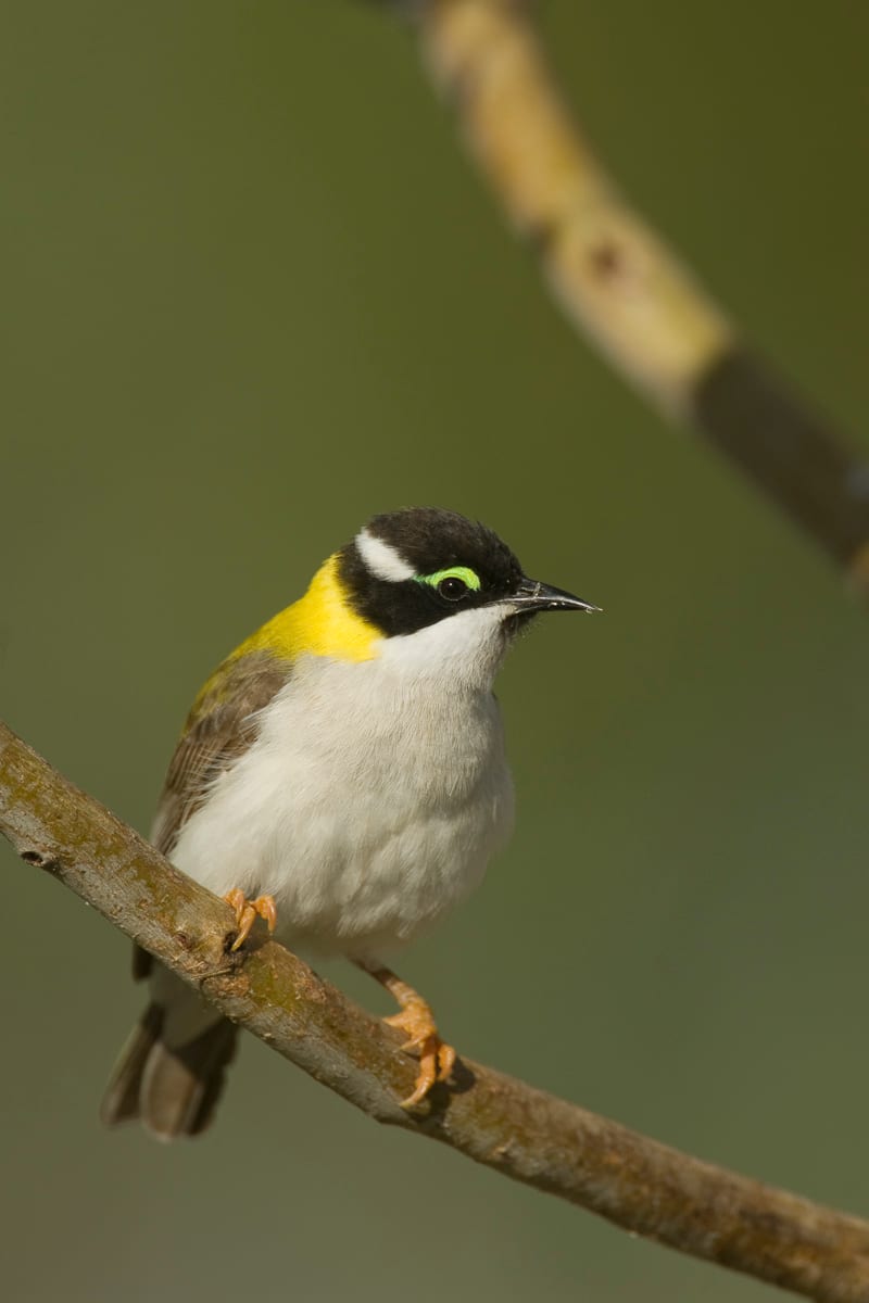Black-chinned (Golden-backed) Honeyeater #16
