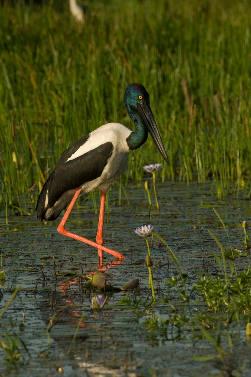 Black-necked Stork #7