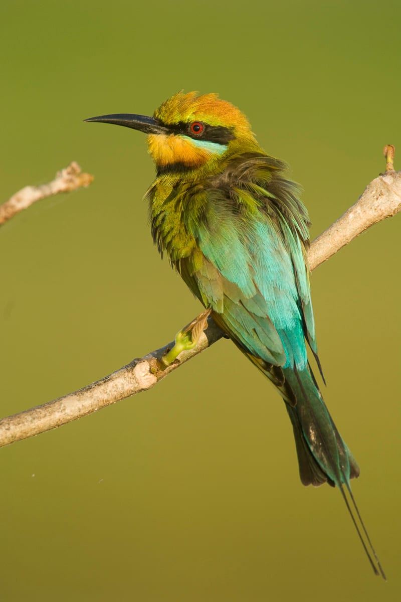 Rainbow Bee-eater #13