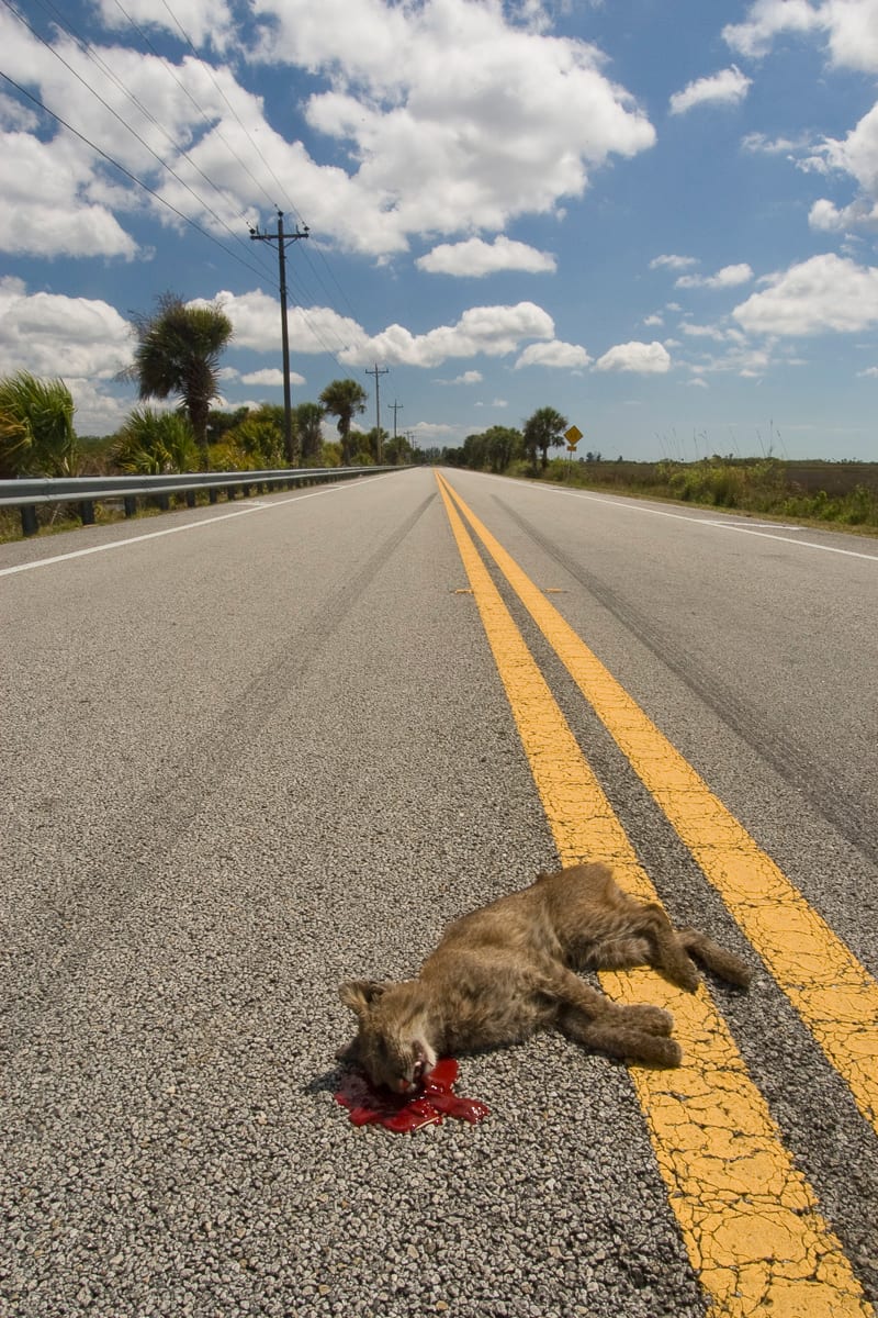 Dead Bobcat in road.  US-41, Big Cypress National Preserve, Florida.