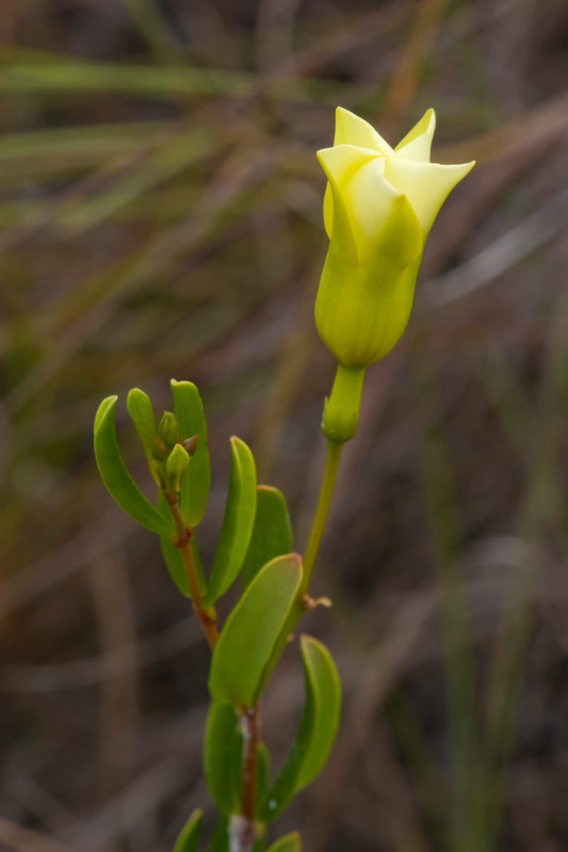 Flowering Pineland Allamanda.  Long Pine Key, Everglades National Park, Florida.