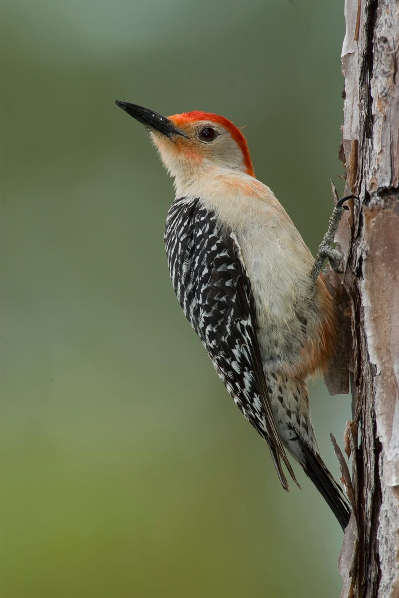 Red-bellied Woodpecker, Melanerpes carolinus, perched on pine.  Long Pine Key, Everglades National Park, Florida.