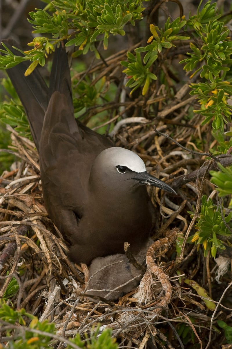 Brown Noddy in nest with chicks.  Bush Key, Dry Tortguas National Park, Florida.
