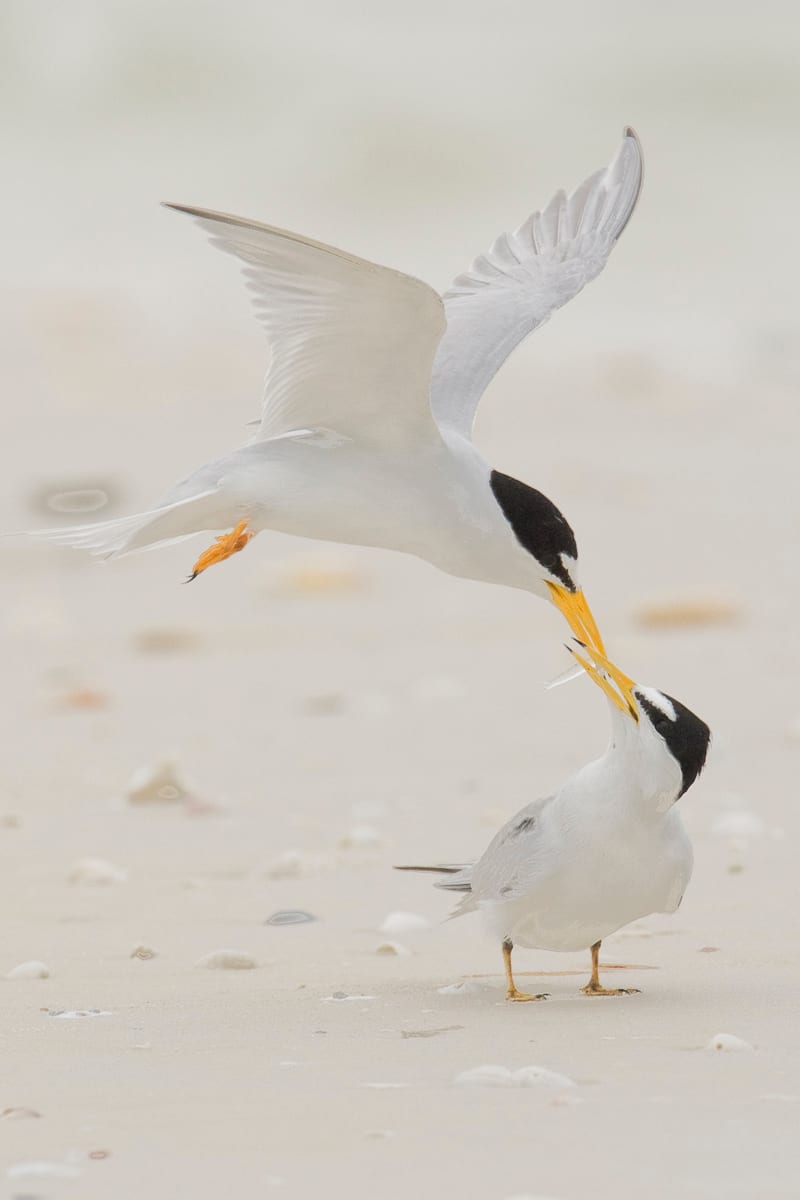 Least Tern courtship behavior.  Tigertail Beach, Marco Island, Florida.